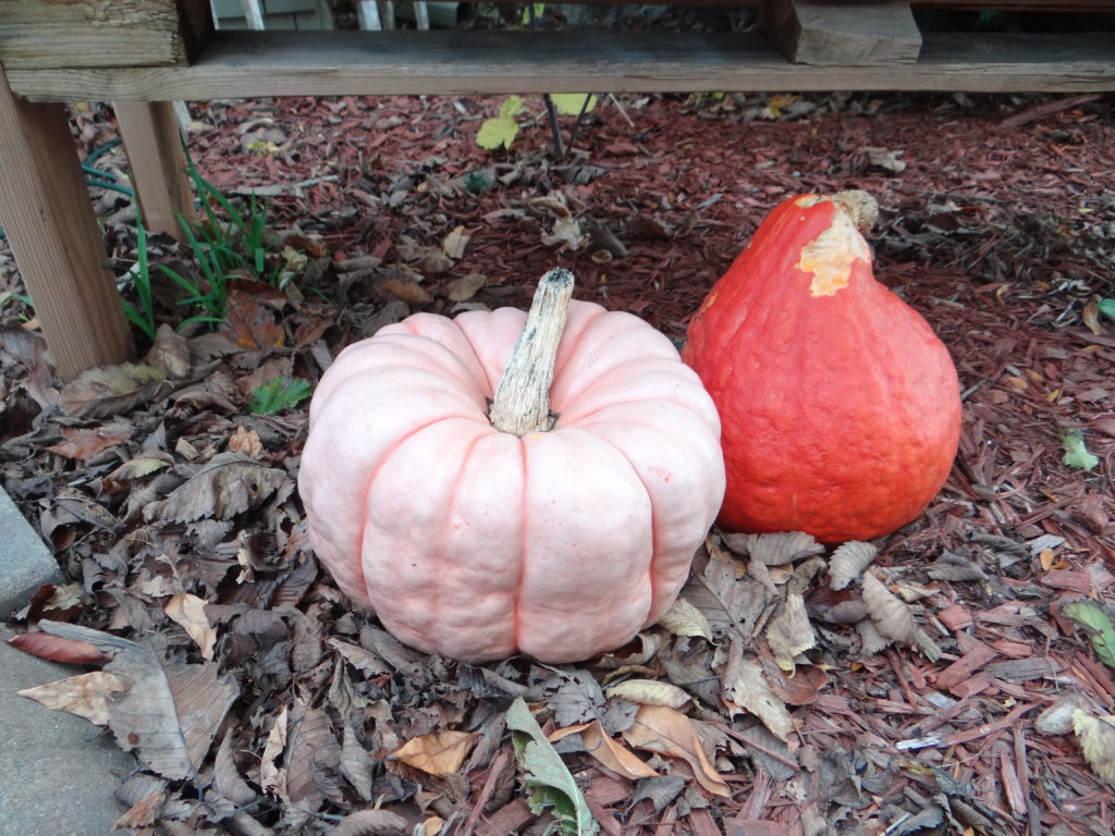 Light Fall Layers and Pumpkins